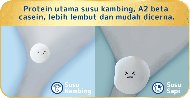 Natural goat milk protein mainly consists of A2 β-casein which is gentler and easier to digest.